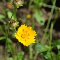 Coreopsis picta 'Be-Bop' (2)